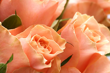 Image showing Pink roses