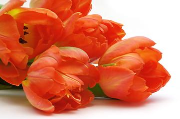 Image showing Tulips