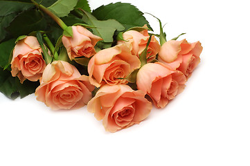 Image showing Pink roses