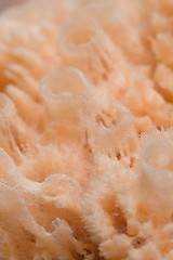 Image showing natural bath sponge