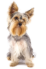 Image showing   Yorkshire Terrier