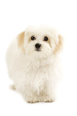 Image showing  bichon maltese looking away 