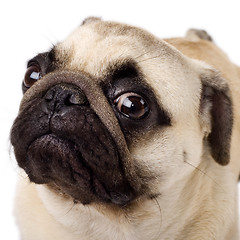 Image showing A closeup of a pug