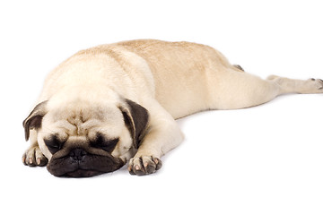 Image showing pug sleeping