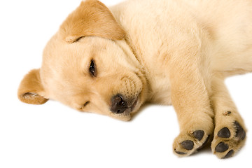 Image showing Sleeping Labrador retriever