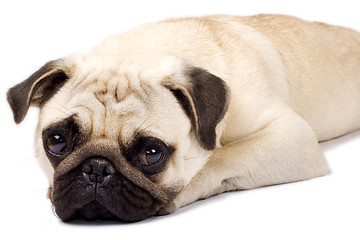 Image showing sad looking pug