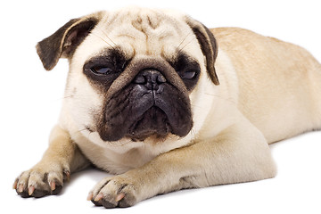 Image showing  sleepy pug with sad eyes