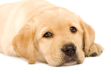 Image showing Puppy Labrador retriever 