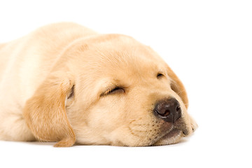 Image showing sleepy Puppy Labrador retriever