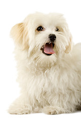 Image showing Portrait of a havanese dog