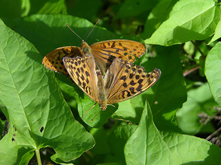 Image showing Copulating butterlies 2