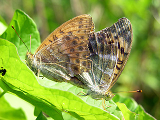 Image showing Copulating butterflies