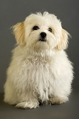 Image showing maltese dog sitting 