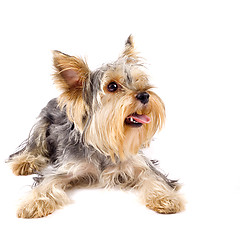 Image showing pupyy Yorkshire Terrier