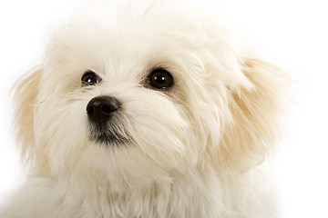 Image showing face of an adorable bichon maltese 