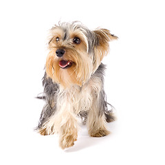 Image showing uncombed puppy yorkshire terrier