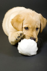 Image showing Labrador retriever playing with hair ball 