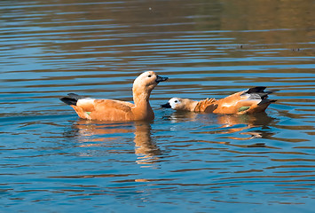 Image showing family matters of the Ruddy Shelducks