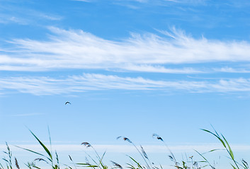 Image showing Grass in the wind at the blue sky with cloud lines