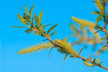 Image showing First spring leaves