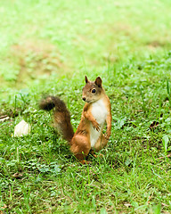 Image showing Standing squirrel