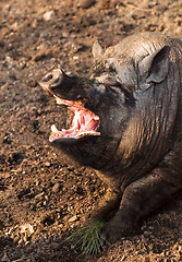 Image showing Big swine with open mouth