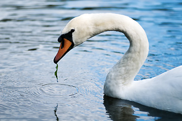 Image showing eating swan