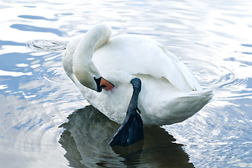 Image showing cleaning swan