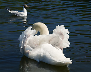 Image showing swan's wings