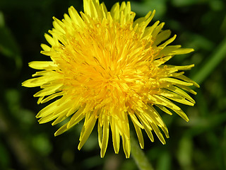 Image showing Dandelion