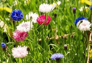 Image showing Three-color cornflowers ornament