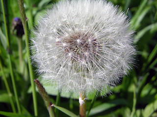 Image showing Dandelion seed