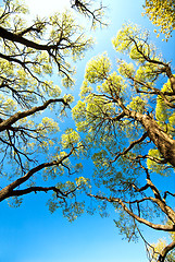 Image showing Trees in the sky