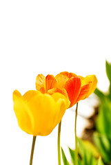 Image showing Garden tulips