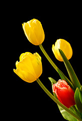 Image showing Tulips