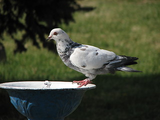 Image showing Dove drinking water