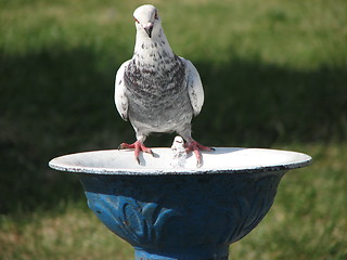 Image showing Dove drinking water