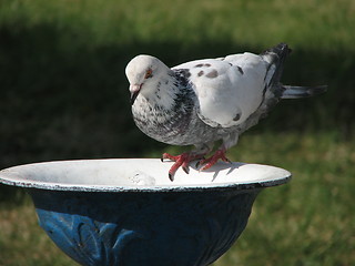 Image showing Dove drinking water