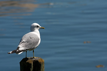 Image showing Seagull