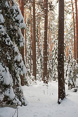 Image showing Forest in winter