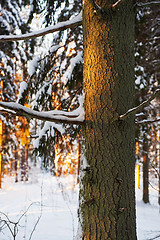 Image showing Forest in the winter