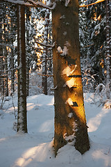 Image showing Forest in the winter