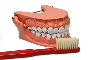 Image showing Teeth model