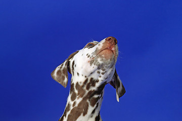 Image showing Dalmation