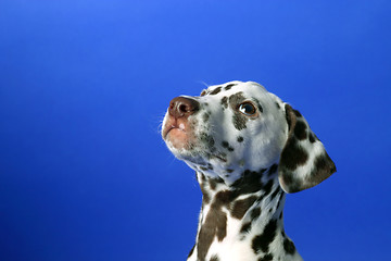 Image showing Dalmation