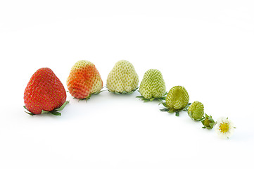 Image showing Strawberry growth isolated on white