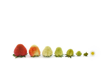 Image showing Strawberry growth isolated on white