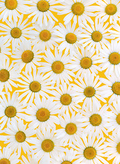 Image showing Fresh daisies over yellow background