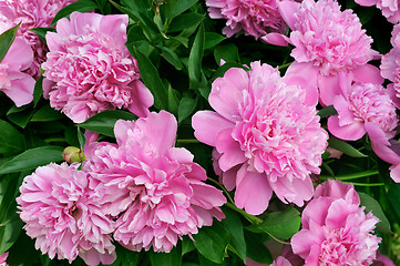 Image showing Bouquet of fresh pink peonies