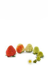 Image showing Strawberry growth isolated on white